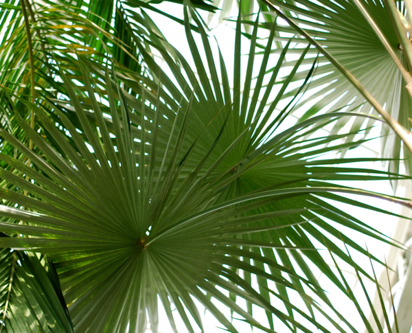 palm2