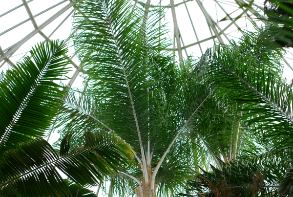 palm3