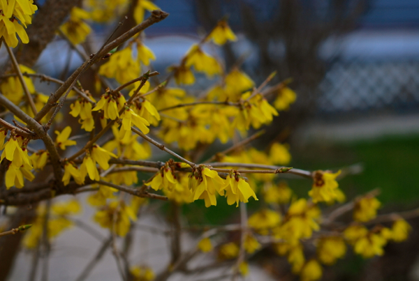 springyellowflowers