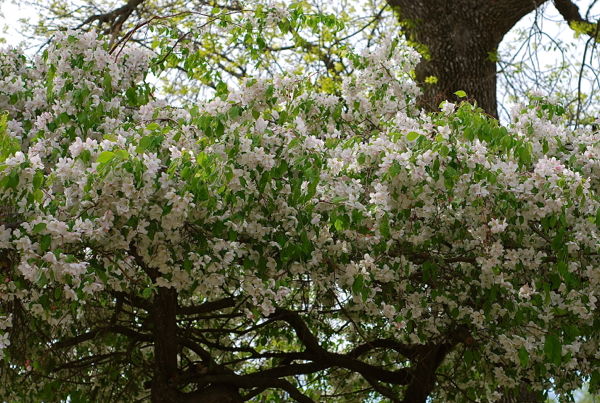 appleblossoms2016