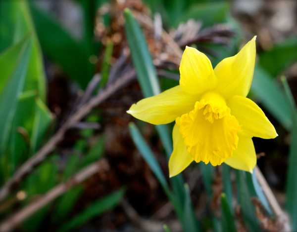 firstflower