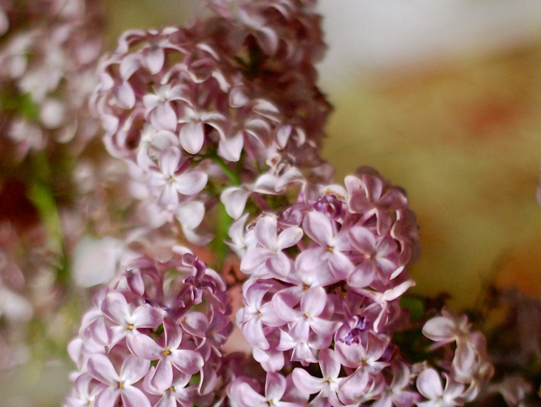 lilacs2016