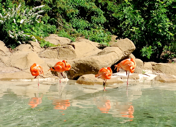 flamingos