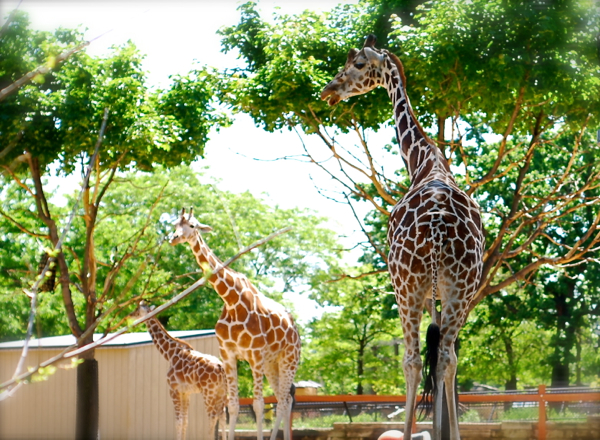 giraffes