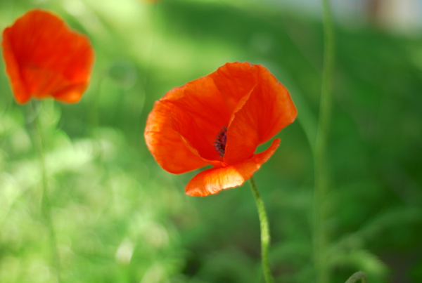 poppies1