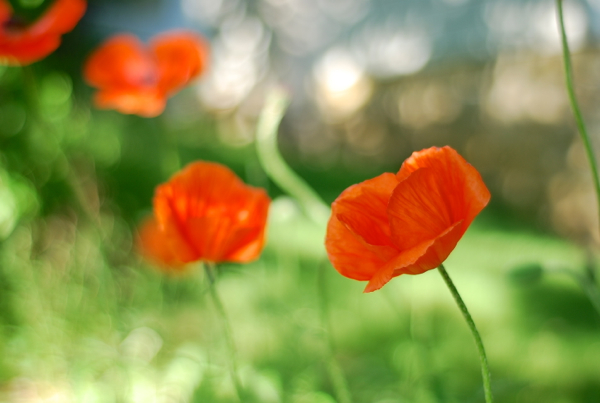 poppies2