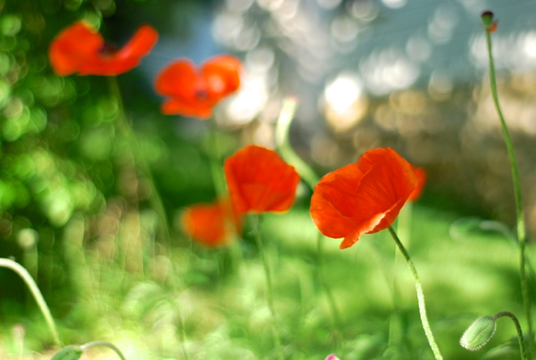 poppies3