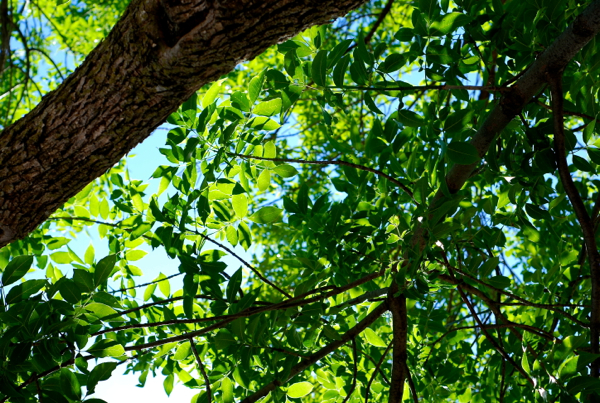 beachtrees