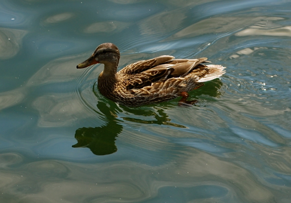 gmduck2DSC_0103