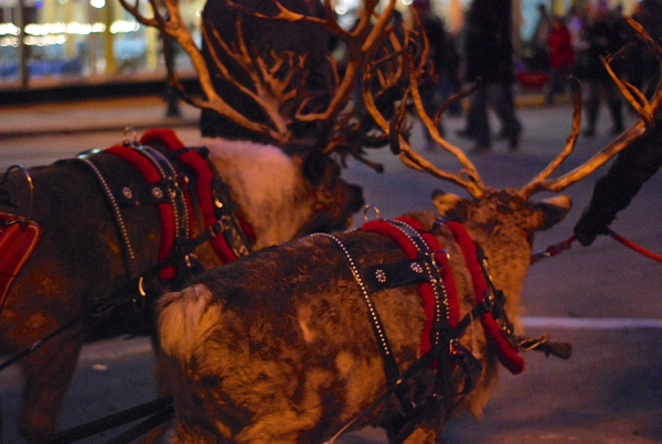 reindeerdsc_0013