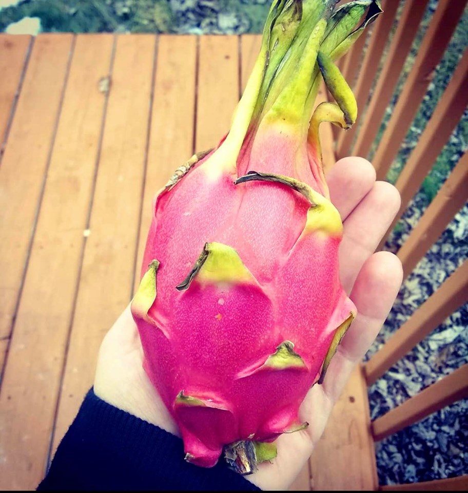 Dragon Fruit (White) — Melissas Produce